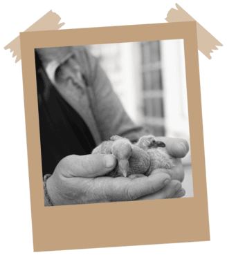 Mains ouvertes tenant de petits poussins